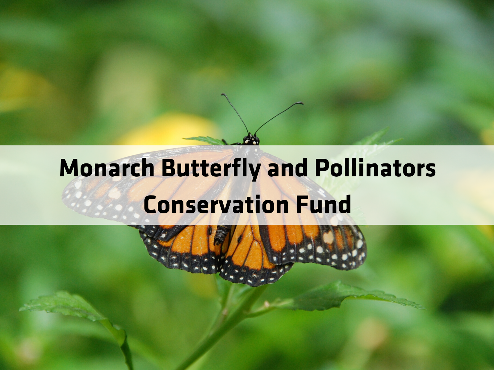 Monarch Butterfly and Pollinators Conservation Fund