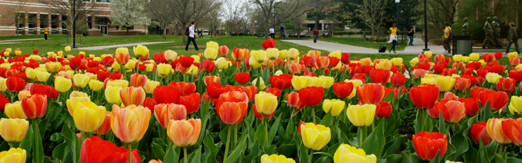 Flowerbed