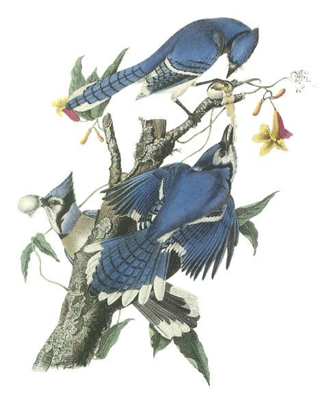 Illustration of three bluejays on a tree limb. 
