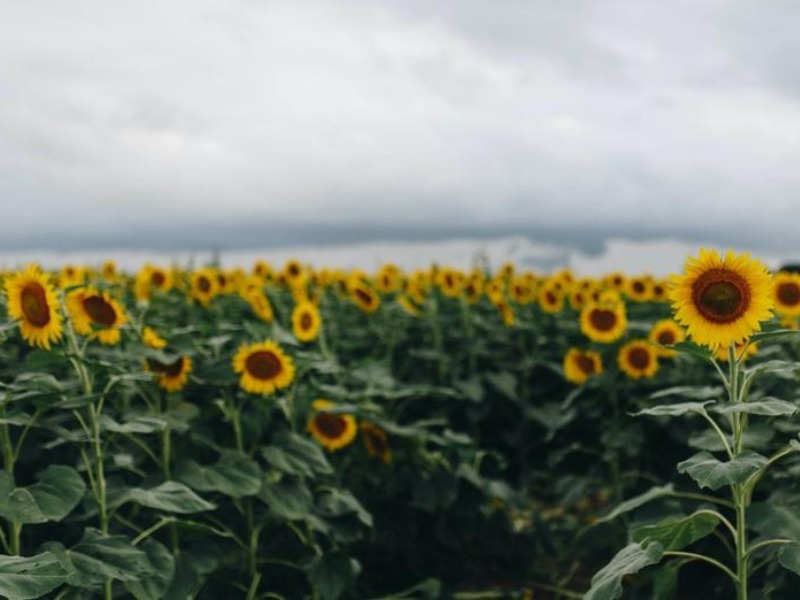 sunflowers