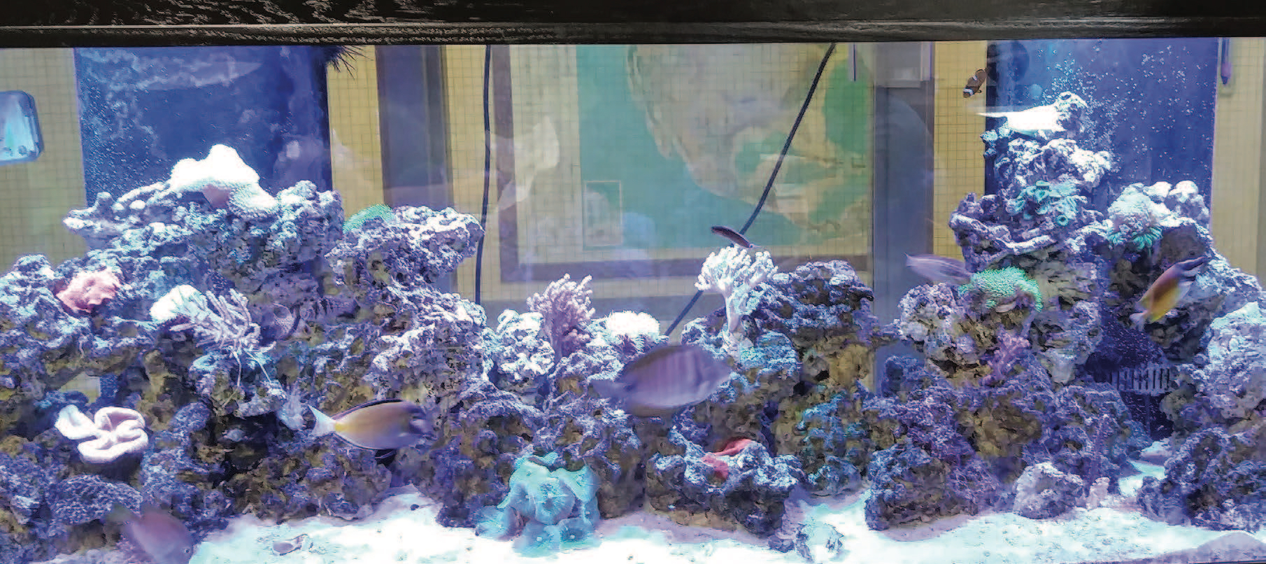 Photo of the geology library's reef aquarium. 