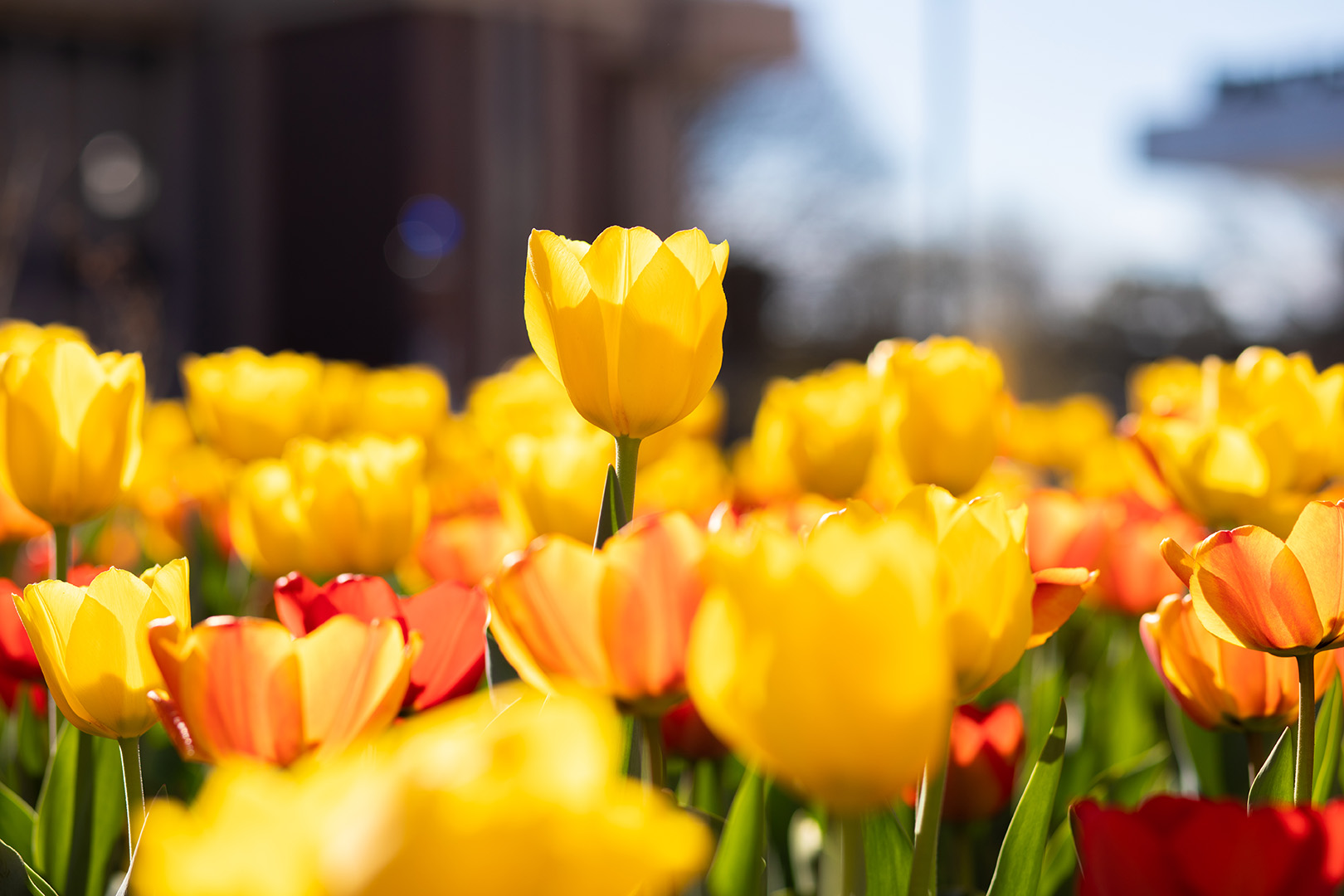tulips