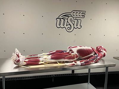 simulation manikin