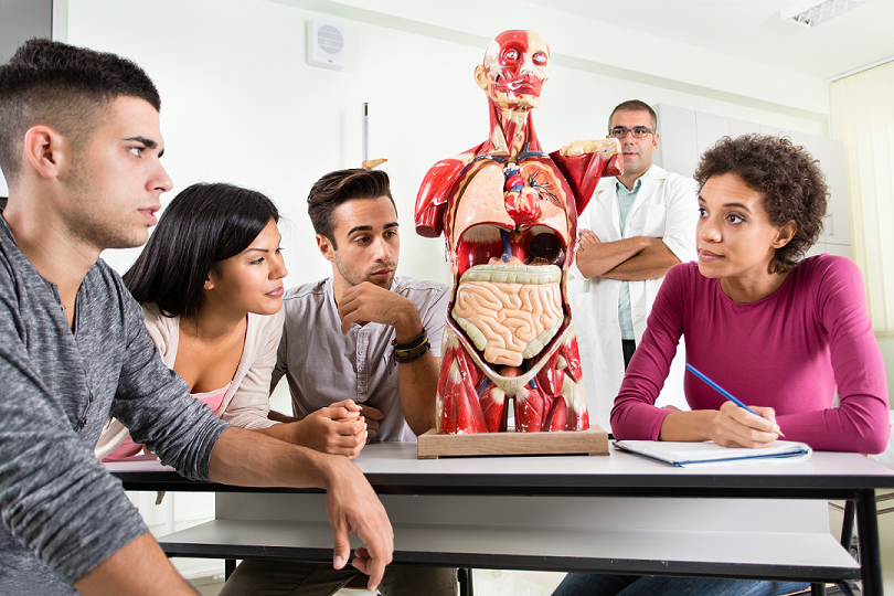 Students studying anatomy