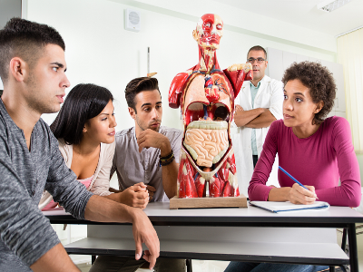 Students looking at an anatomy 