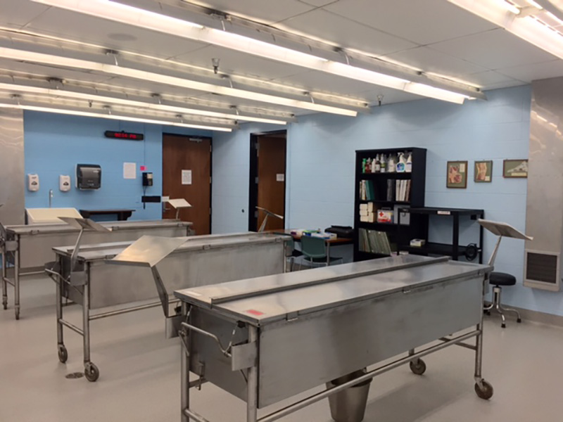 Cadaver lab