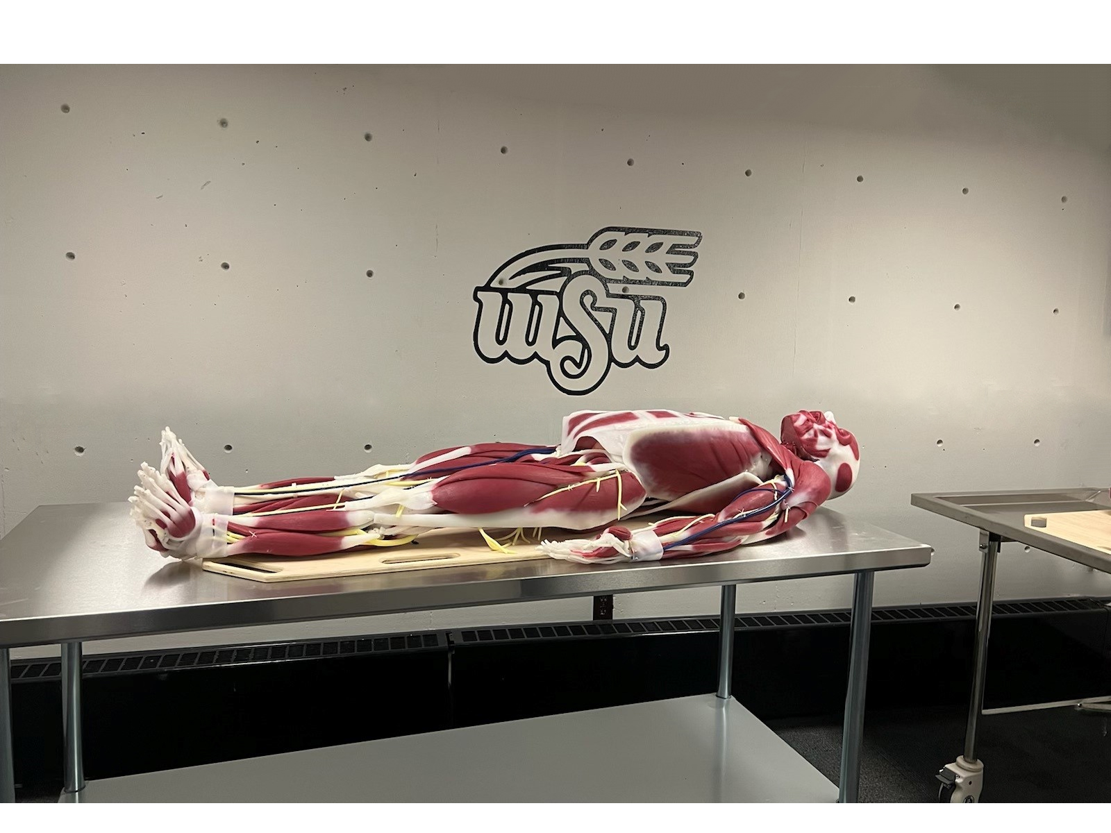Syndaver on table