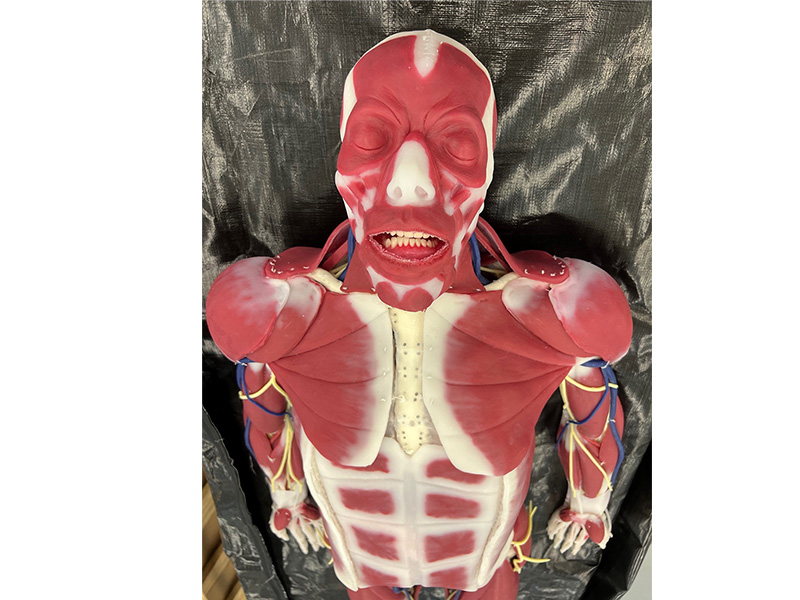 Syndaver face