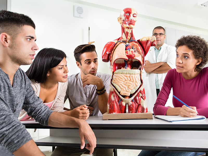 Students examine a model of the human body in a classroom setting