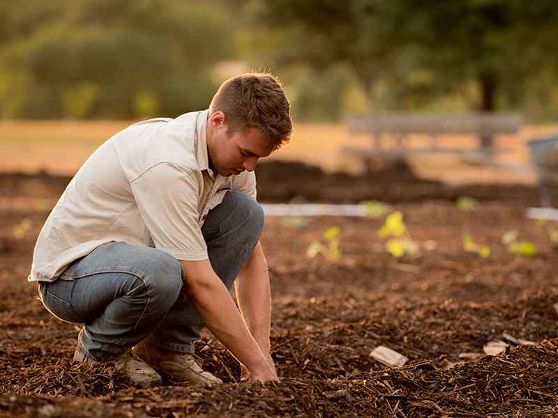 Student placing seeds in garden soil