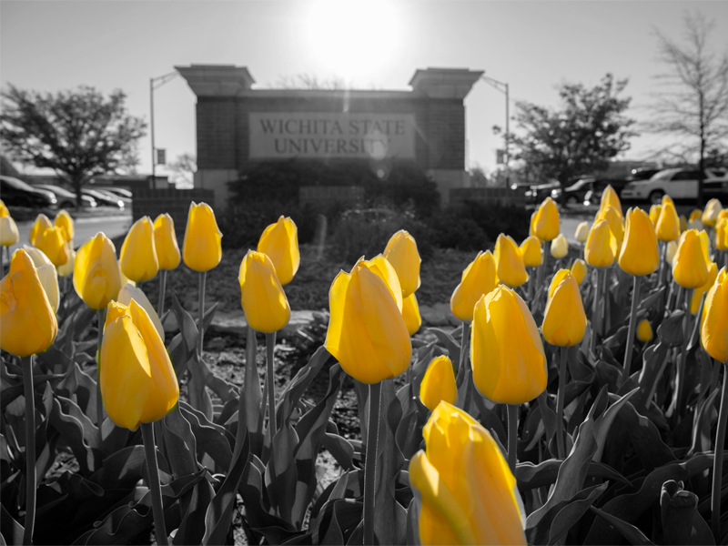 An image of yellow flowers in the foreground of a black and white photo. In the background is an image of a Wichita State University sign.