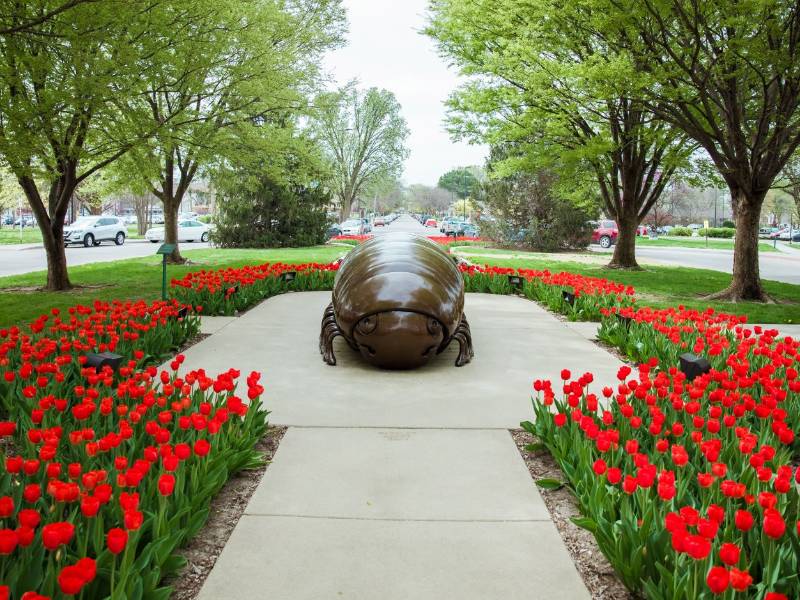 tulips on campus