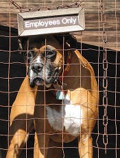 guard dog