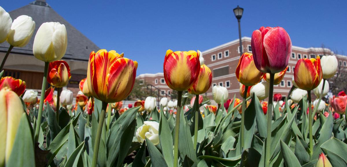 tulips outside Jabara Hall