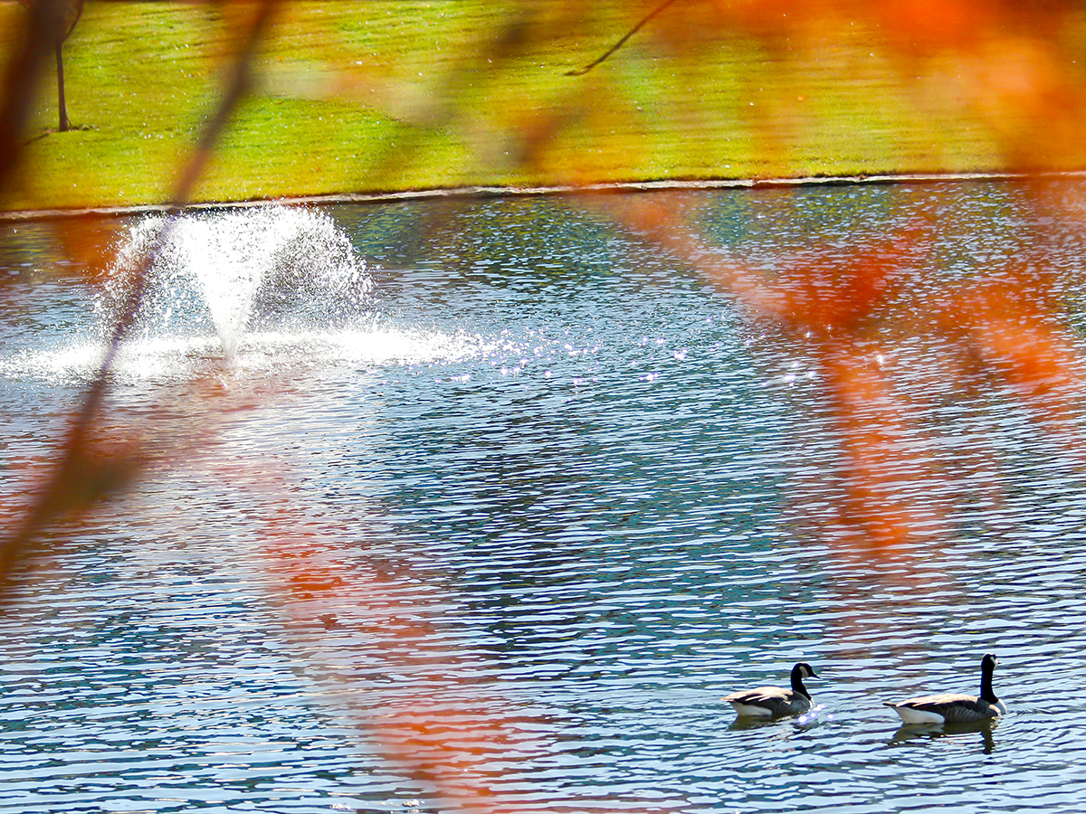 Canadian geese and ducks are common sights in and around the water features on campus.