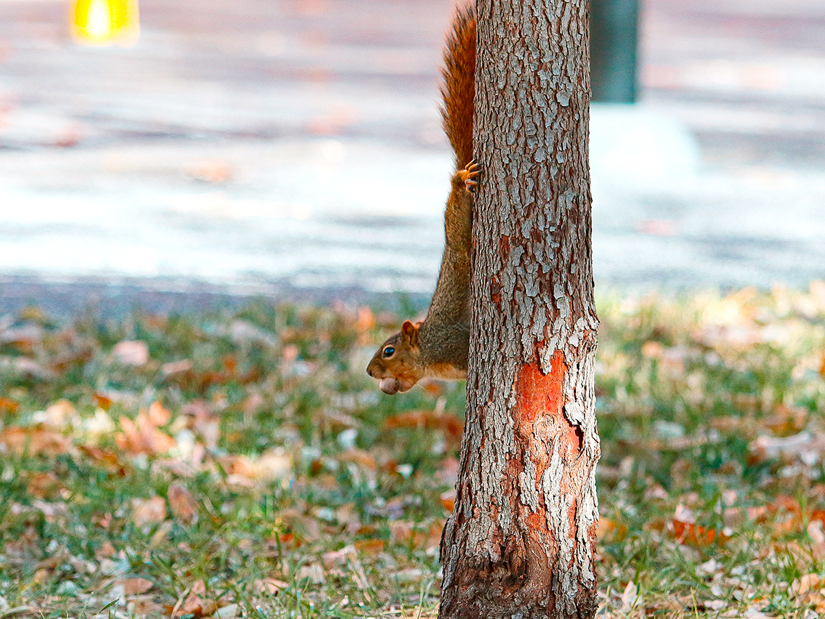 Campus critters are abundant in the fall. Squirrels are used to the hustle and bustle when classes are in session, and sometimes pose for their close-up.