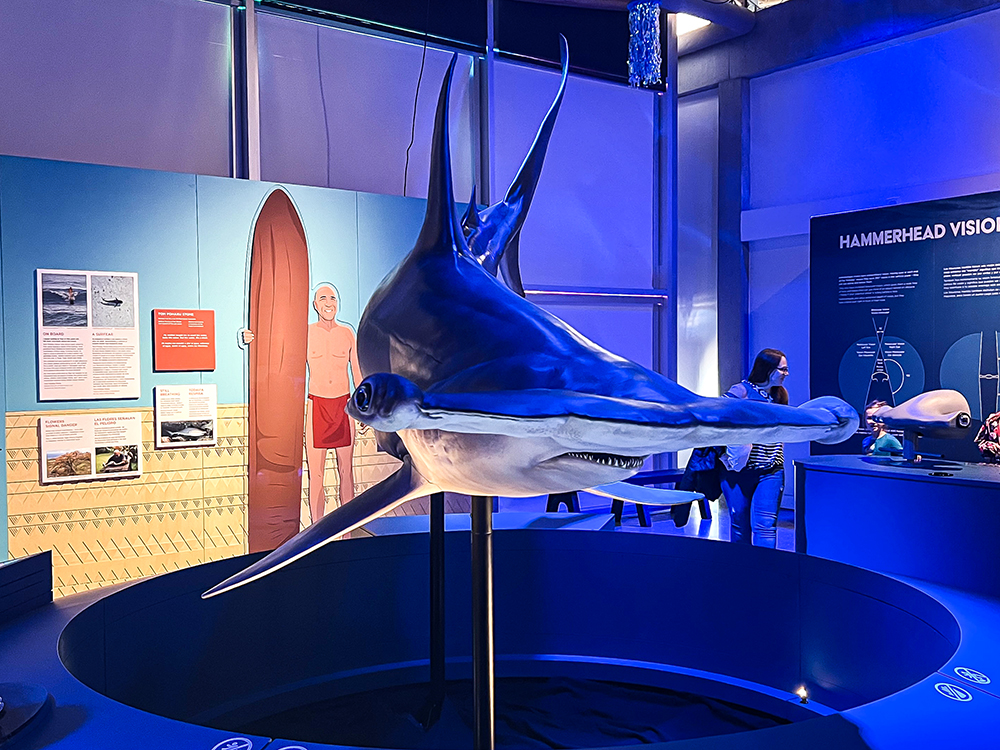Hammerhead exhibit at Exploration Place in Wichita.