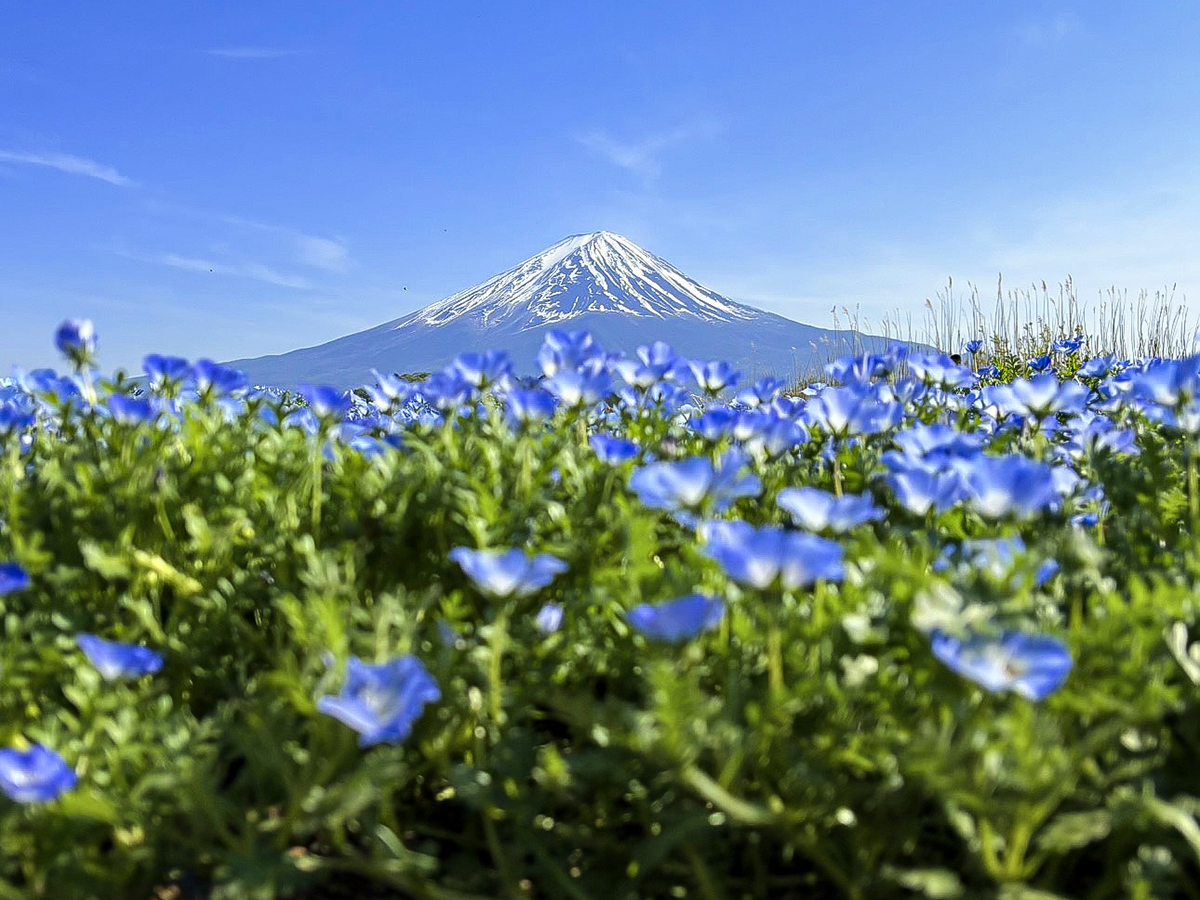 Mt. Fuji as viewed from Oishi Park in Japan.