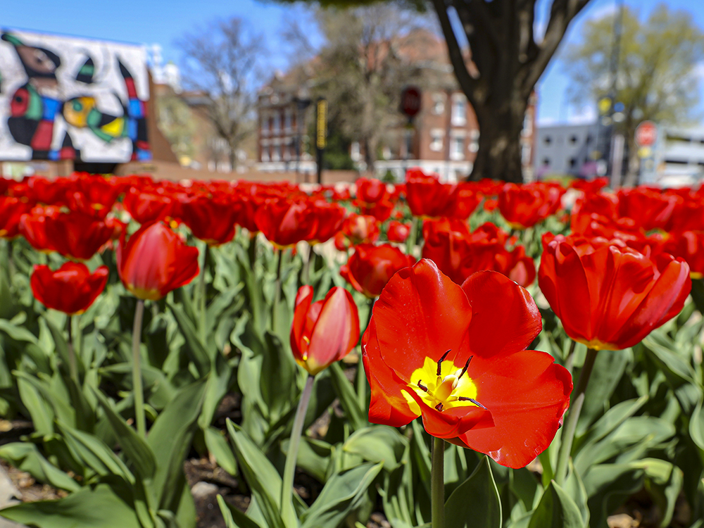 Flower beds near the Ulrich Museum of Art on campus.