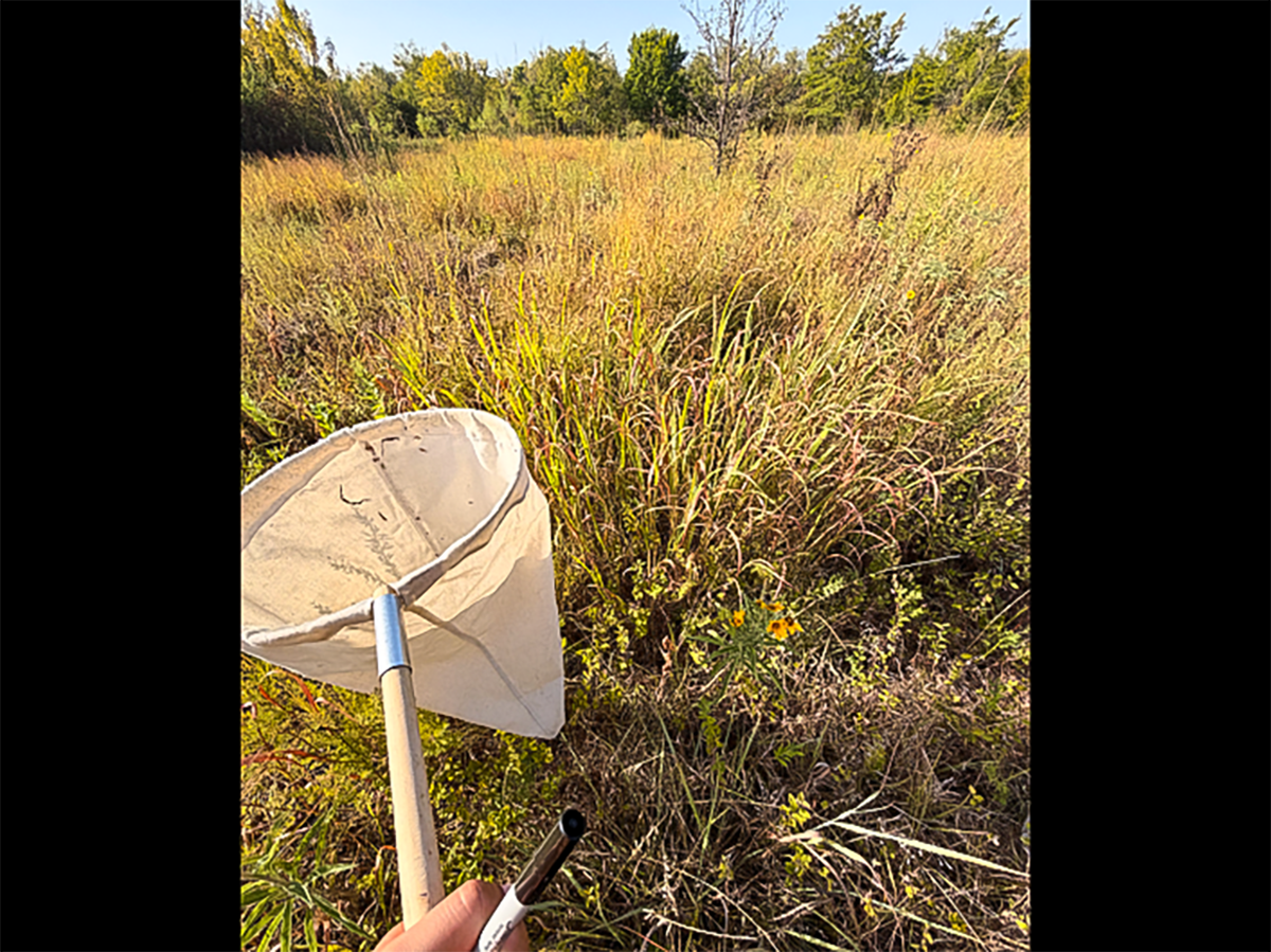 Catching grasshoppers at Chisholm Creek Park in Wichita.