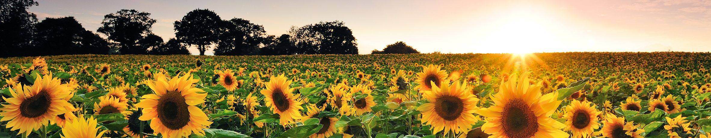 field of sunflowers at sunset