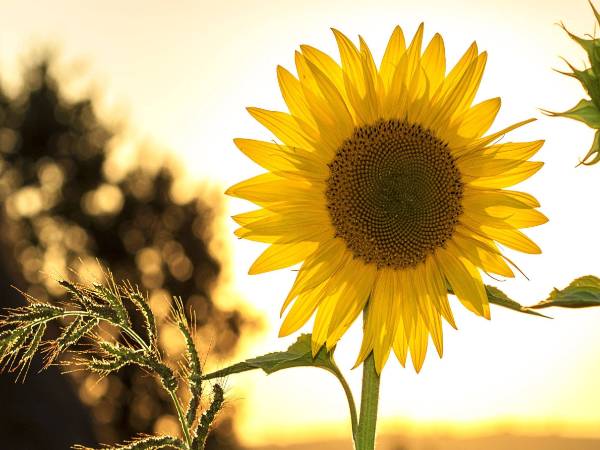 Sunflower