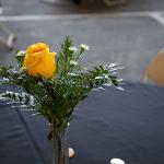 A single yellow rose