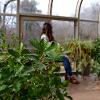 Woman sitting in a green house looking out.