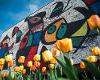 Tulips bloom in front of the Ulrich Museum, home to Joan Miro's giant mural, Personnages Oieseaux