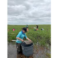 Krista Ward conducts an enclosure sample with a trashcan trap and a dipnet to sample for biological organisms within a stream pool at Youngmeyer Ranch in 2020.