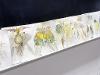 Six prints created from pressed flora line the bottom of a chalkboard.