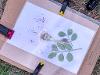 Detailed image of a dandelion clamped between cardboard, paper and plexiglass.