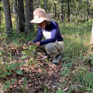 Student inspecting leaf
