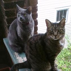 Quentin and Zeek helping Jay Price grade papers on the porch.