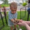 child holding a pig