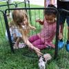 children petting a pig