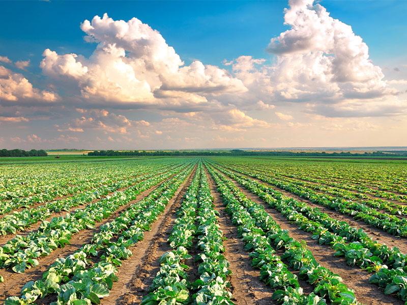 Picture of a field