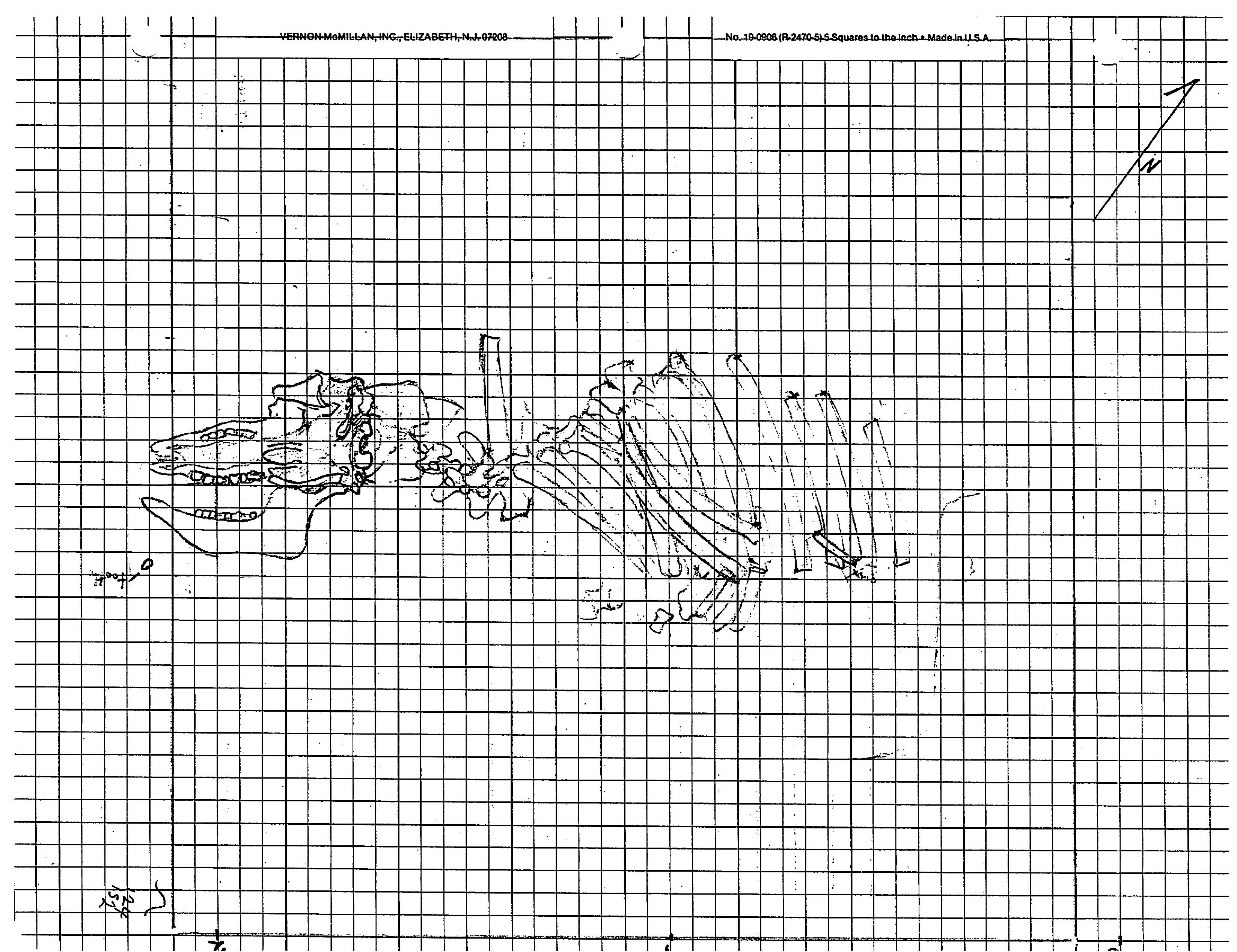 Drawing of a bison skull, vertebrae, and rib cage