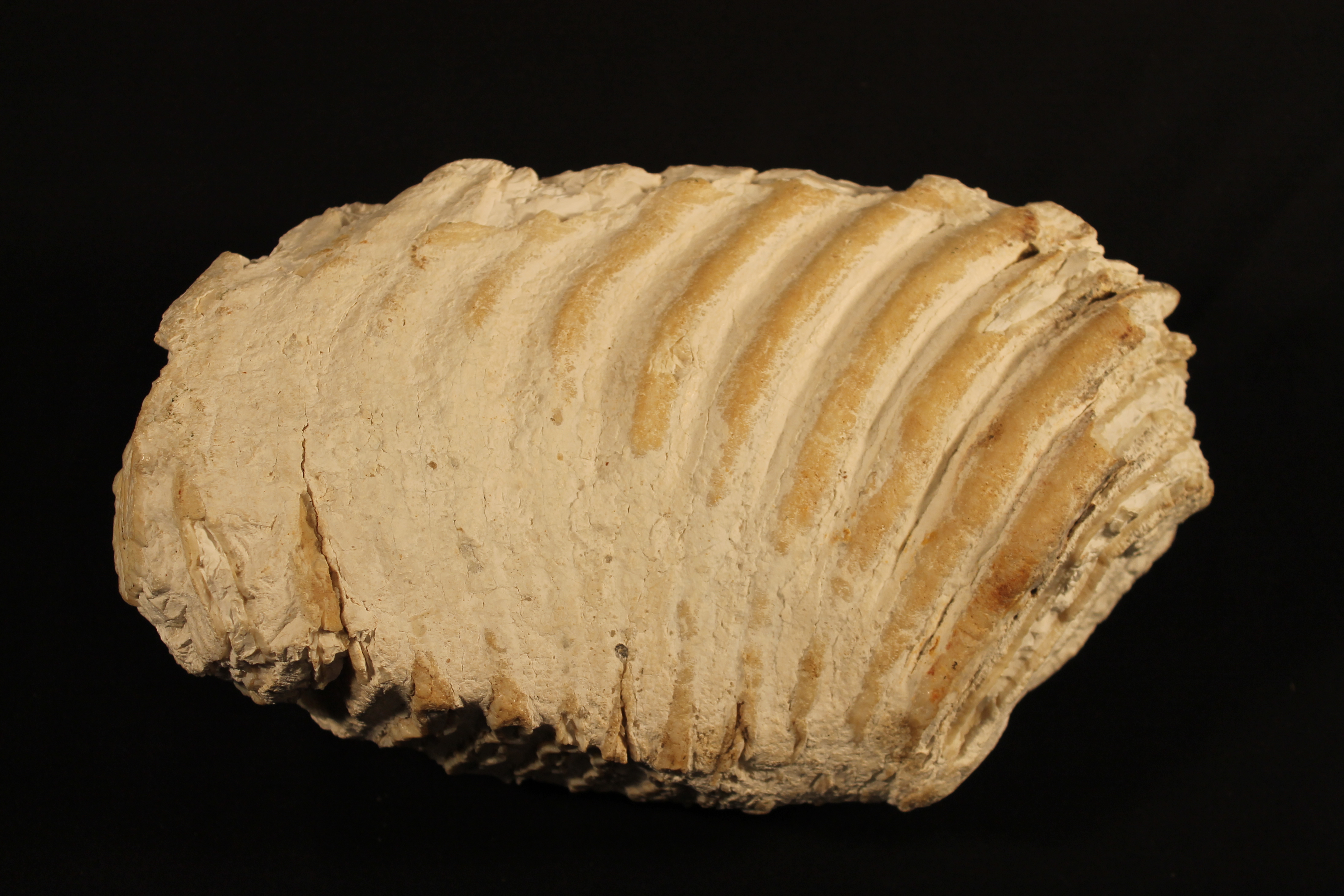 Large tooth from a mammoth