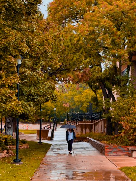Girl walking with umbrella in rain under fall trees between Clinton Hall and the Ablah Library.