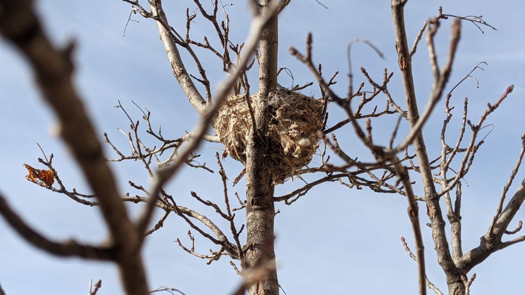 Birds nest in tree.