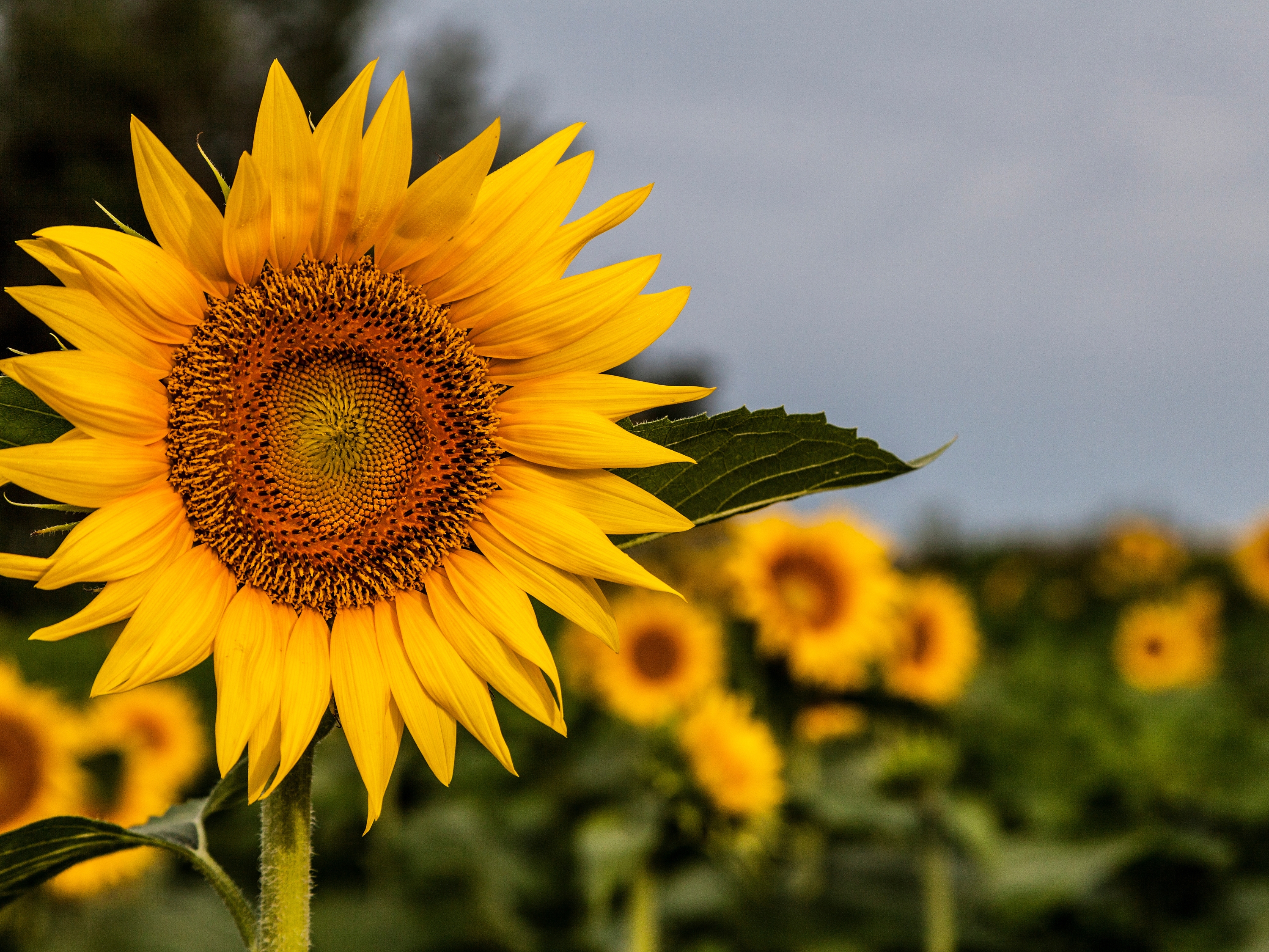 Sunflowers
