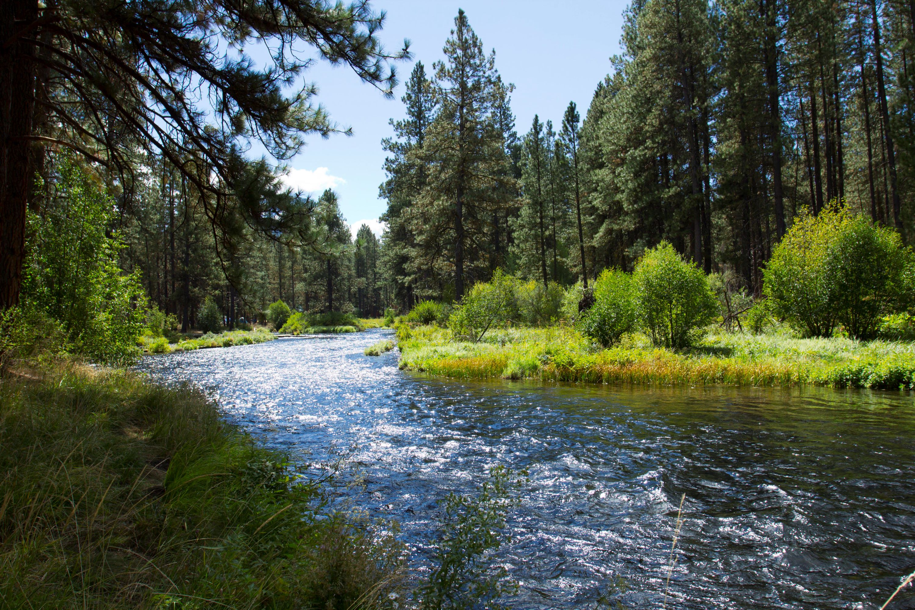 water and evergreen trees