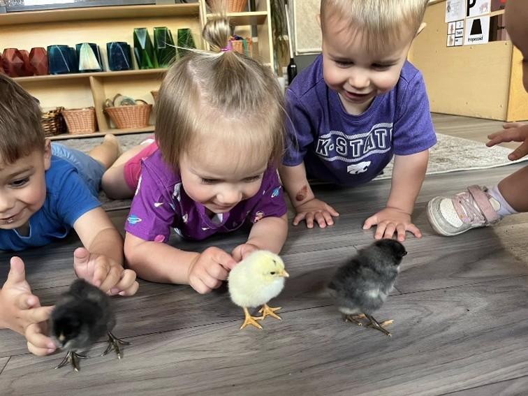 Children looking at chicks
