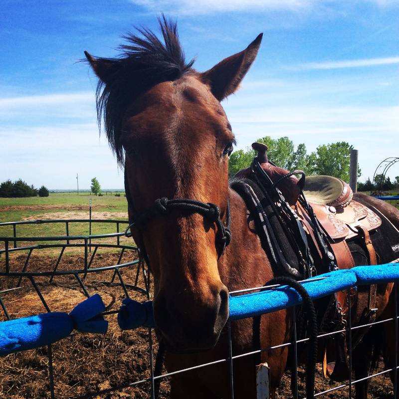 A brown horse with a saddle