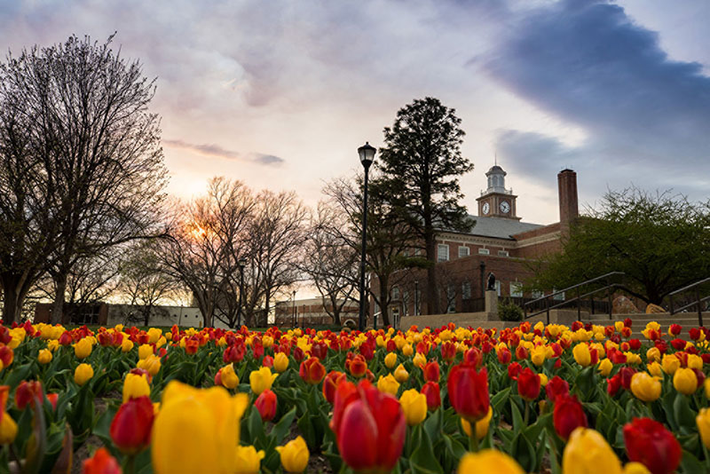 Tulips bloom in front of Morrison Hall