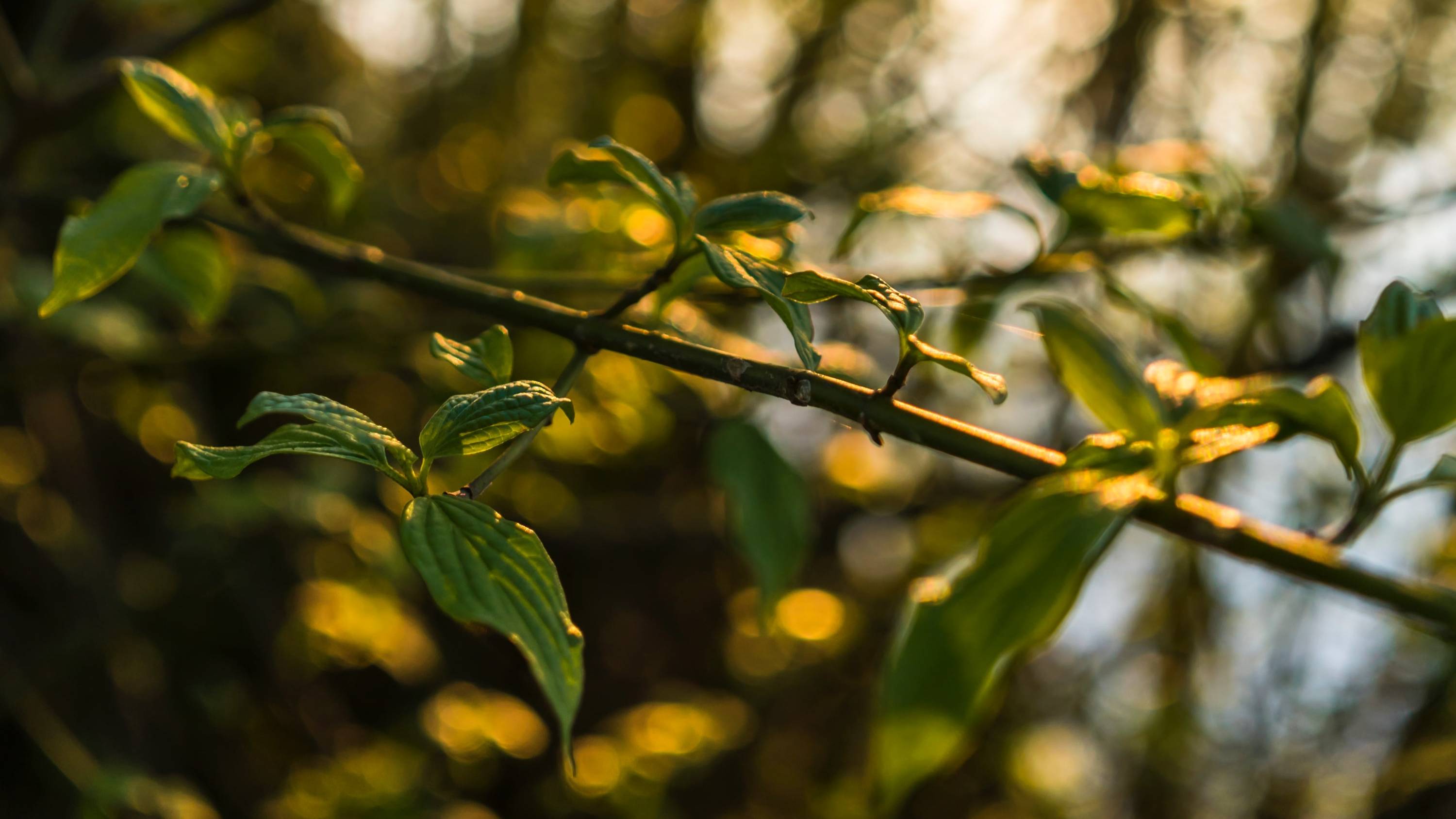 Beautiful Branch