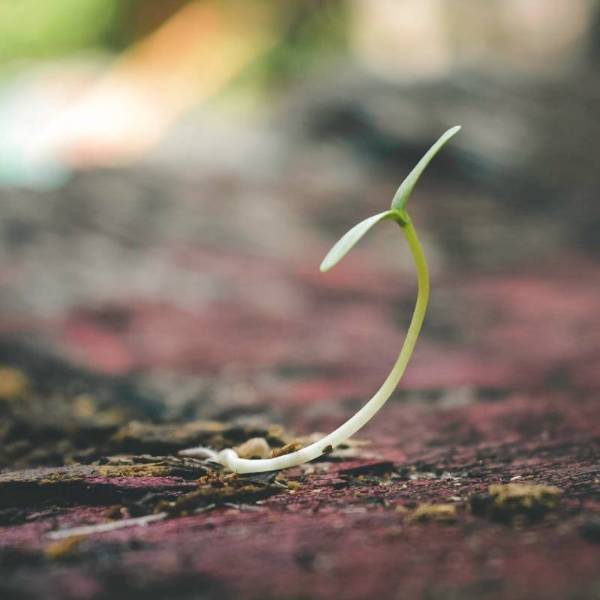 Sapling