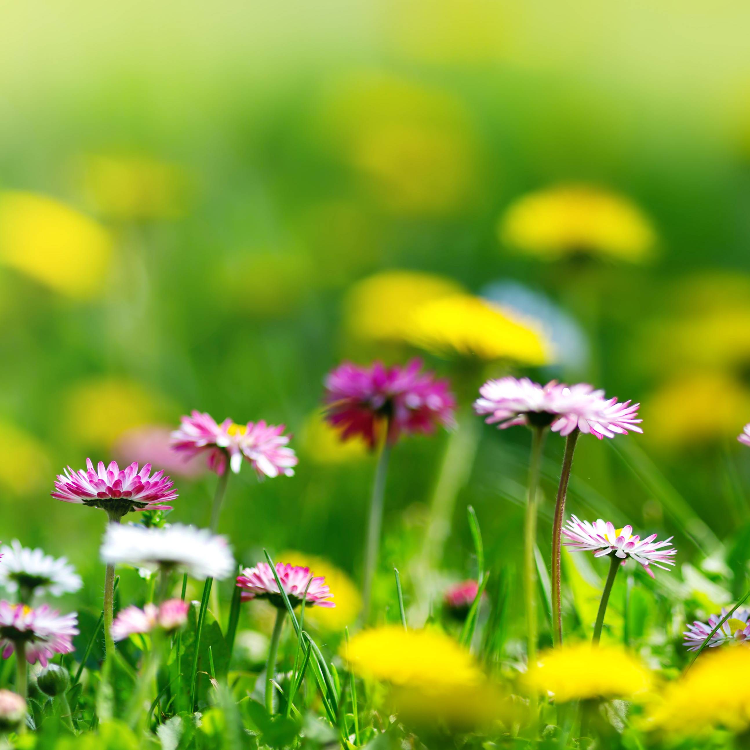 Flowers in a meadow