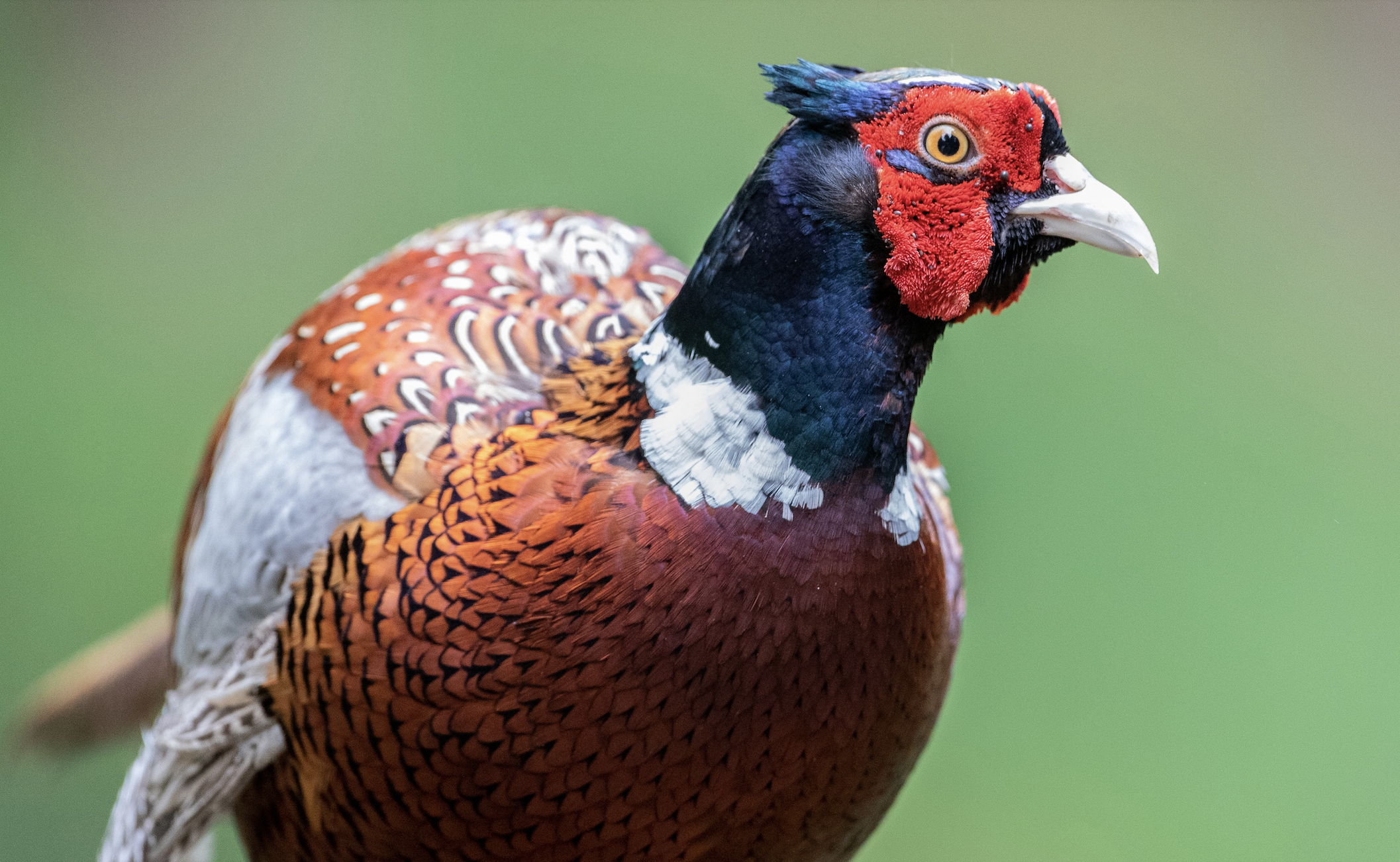 Pheasant